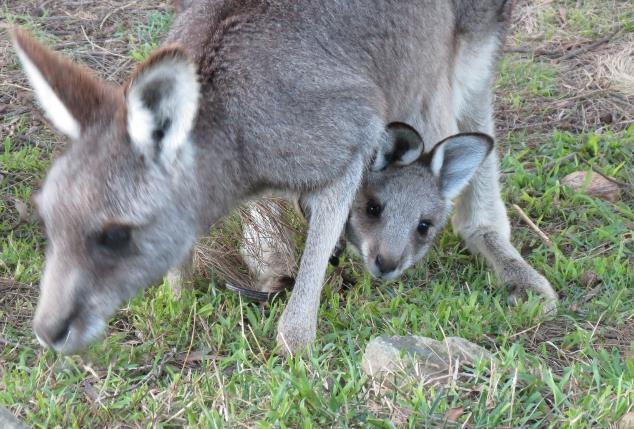 Advanced Macropod Course 2022 - Braidwood National Theatre, July 31