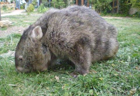 A Big Thanks From Big Bertha