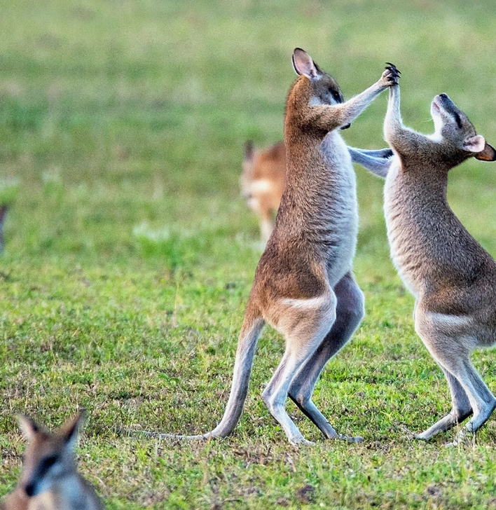 Advanced Macropod Course 2023-24