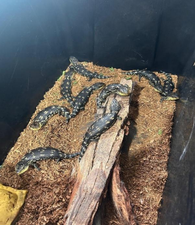 Blotched blue tongue lizards born in care