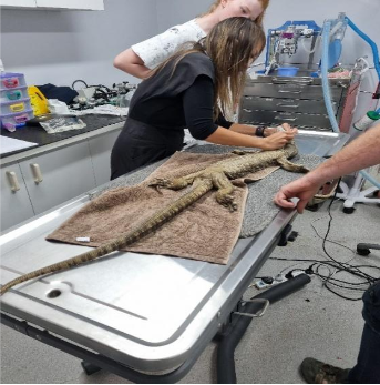 Rosenbergs monitor surgery