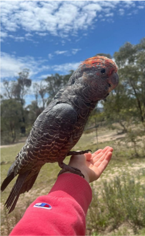 Animal ready for test release