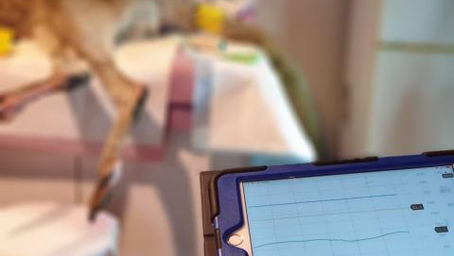 Macropod Stress Research Agenda