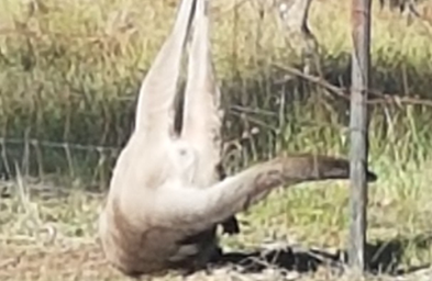 Advanced Macropod Course 2023-24. Module one: Fence entanglement rescue, treatment an rehabilitation