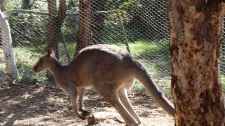 Big Max makes full recovery and goes free