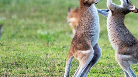 Advanced Macropod Course 2023-24