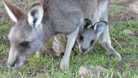 Advanced Macropod Course 2022 - Braidwood National Theatre, July 31