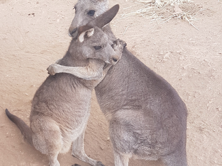 Rehabilitation for post-trauma stress