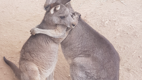 Rehabilitation for post-trauma stress