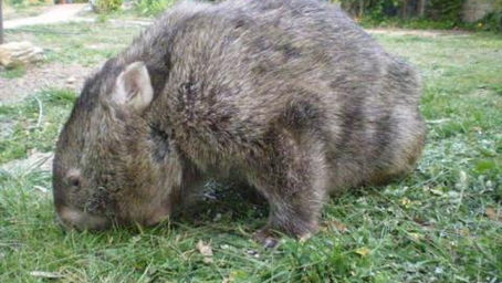 A Big Thanks From Big Bertha